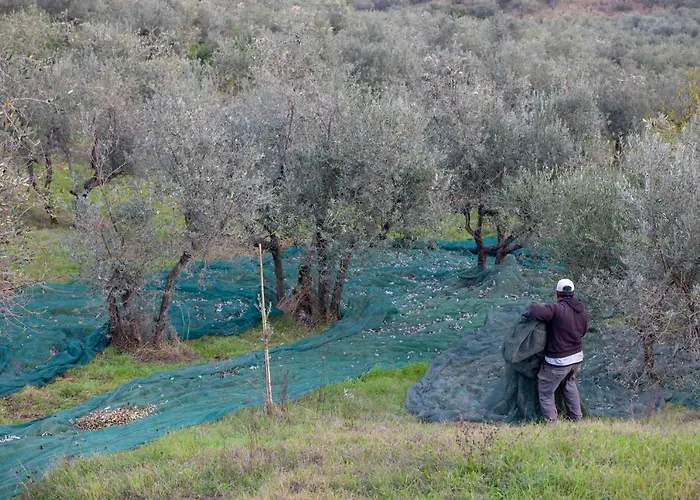 Çiftlik konaklama Podere Midolla Carmignano